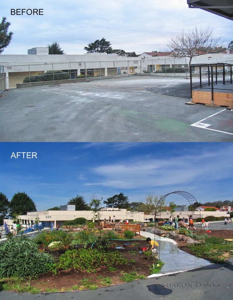 Before and After of Asphalt to Ecosystems