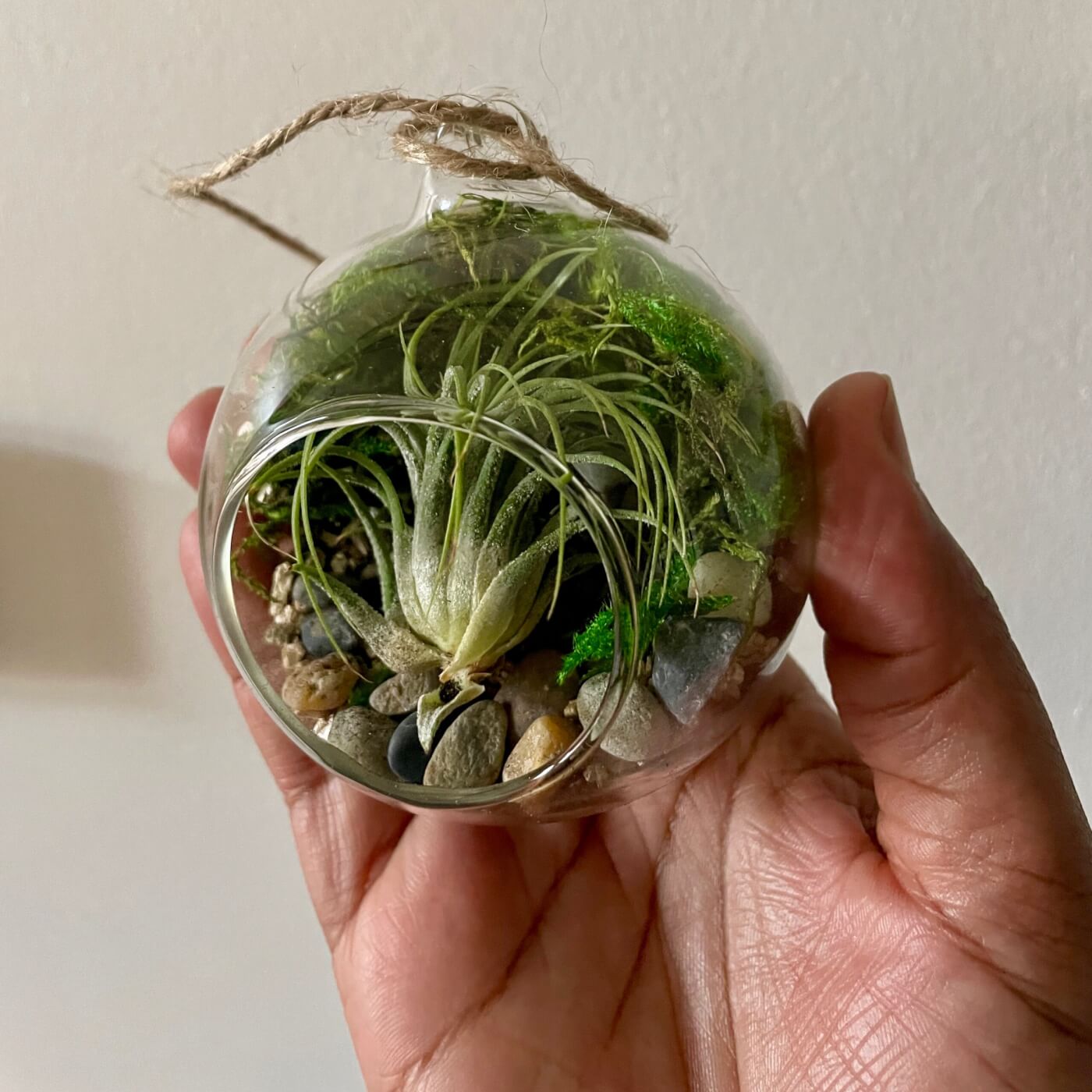 glass terrarium with an air plant and moss