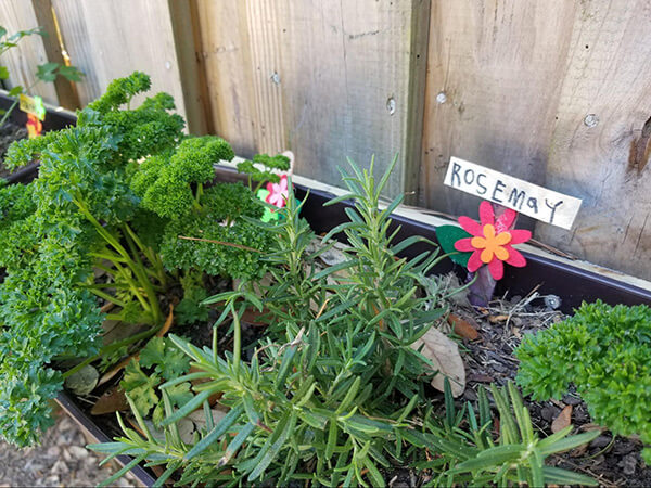 One way for children to take part in tending to their gardens is to label plants and herbs. Photo taken at Kiddie Academy of Wilmington, courtesy of Smart Start of New Hanover County.