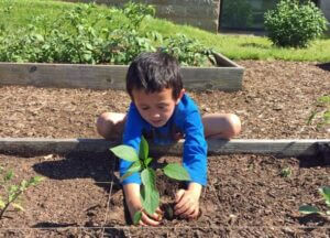 Young boy gardening.