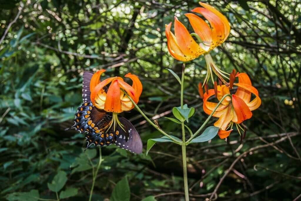 butterfly on tiger lily flower