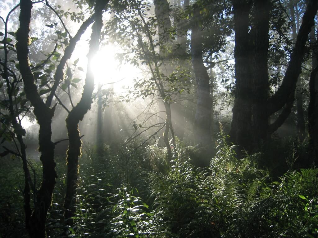 Light passing through trees in lush forest.
