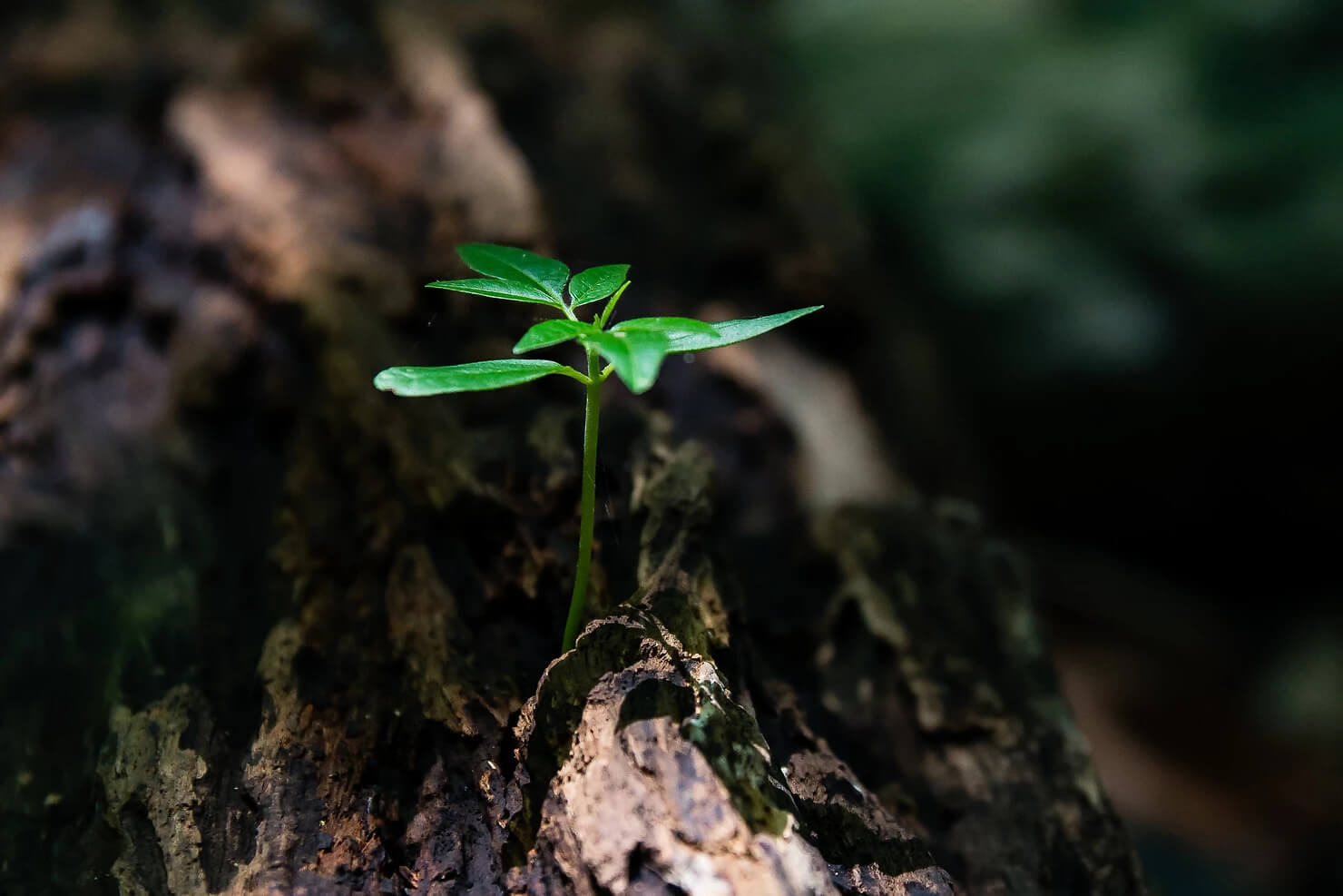 small green plant growing from the trunk of a tree